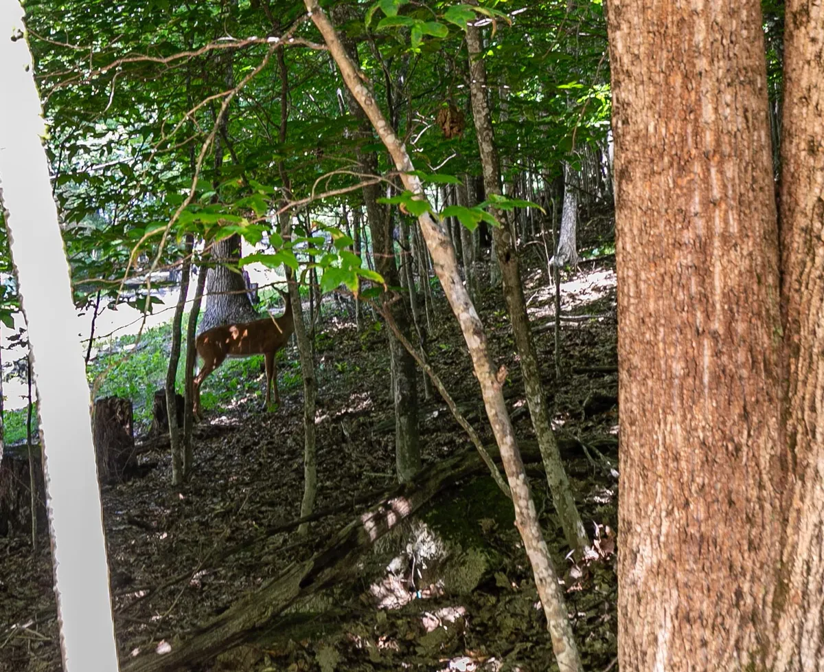 A close-up view of a deer standing amidst trees and underbrush, highlighting the area's rich wildlife. The tranquil natural setting suggests opportunities for families to observe wildlife and immerse themselves in the outdoors.